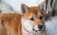 犬细小是什么病 能治好吗