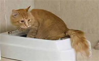 猫咪拉稀是什么原因导致的?