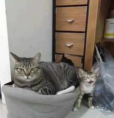  主人听见猫咪凄厉的惨叫，急忙跑过去看，结果看见后笑得岔气 