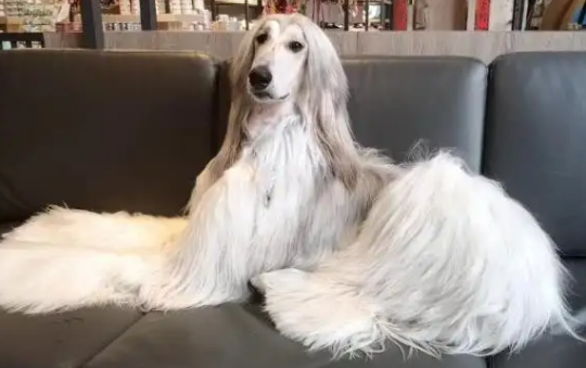 阿富汗猎犬出售 图片大全