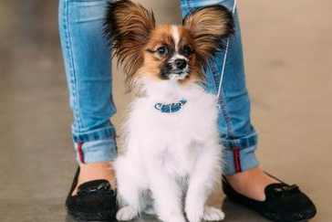 蝴蝶母犬发情怎么办?蝴蝶犬发情期间的护理 蝴蝶母犬发情怎么办?蝴蝶犬发情期间的护理