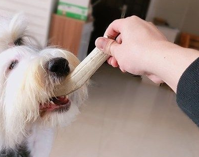 狗狗为什么要啃鹿脚