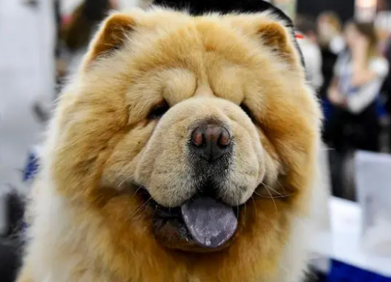 为什么说十个松狮有八个咬人