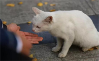 宠物猫在农村跑丢了怎么找回来呢