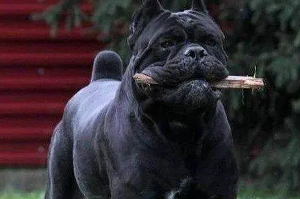 遭禁养的卡斯罗犬，你了解是多少？
