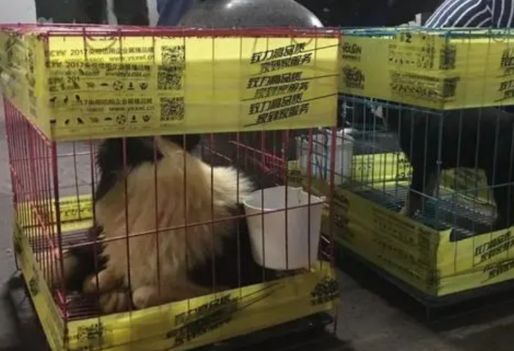 宠物托运公司哪家便宜 宠物托运公司哪家便宜