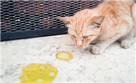 猫咪吐黄水第二天死了还能活过来吗?务必要知道