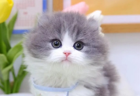 卷耳长毛猫多少钱 卷耳长毛猫多少钱