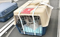 高铁托运狗狗多少钱