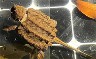 真鳄龟吃龟粮吗？一起来瞧瞧~