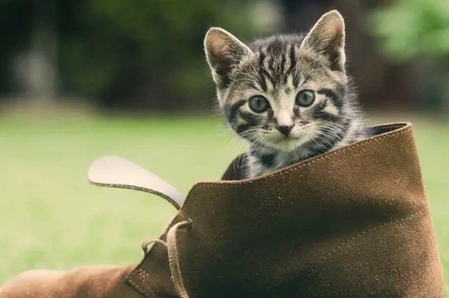 猫猫可以吃菠萝蜜吗会中毒吗