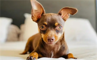 小鹿犬公的贵还是母的贵