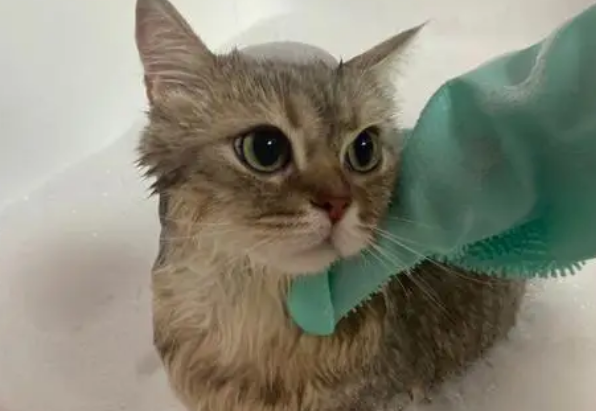 猫咪美容：毛发清洁及洗澡步骤。