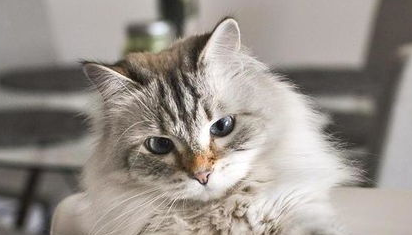 猫关节病的诊断与治疗科普，养猫必看！