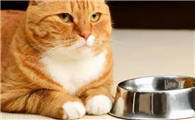 猫不吃饭主人该怎么办