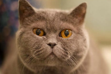 猫猫喜欢吃什么,讨厌吃什么?来看看吧 猫猫喜欢吃什么,讨厌吃什么?来看看吧