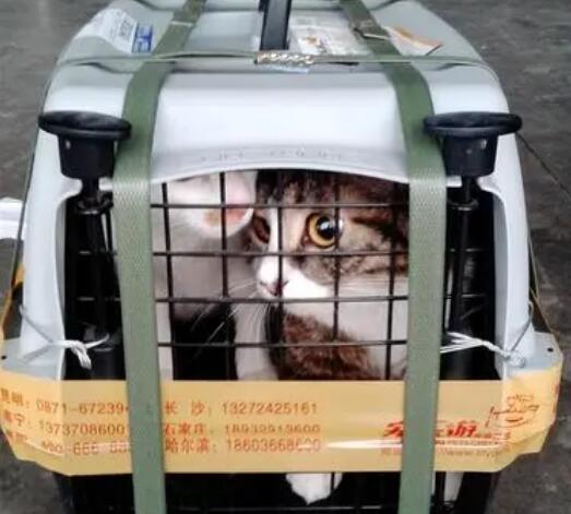 宠物怎么客车托运的