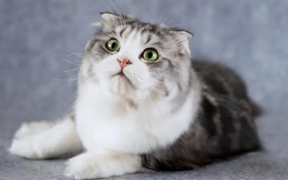 折耳猫软骨素哪个牌子好