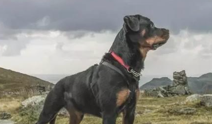 如何训练罗威纳犬友善招呼客人？
