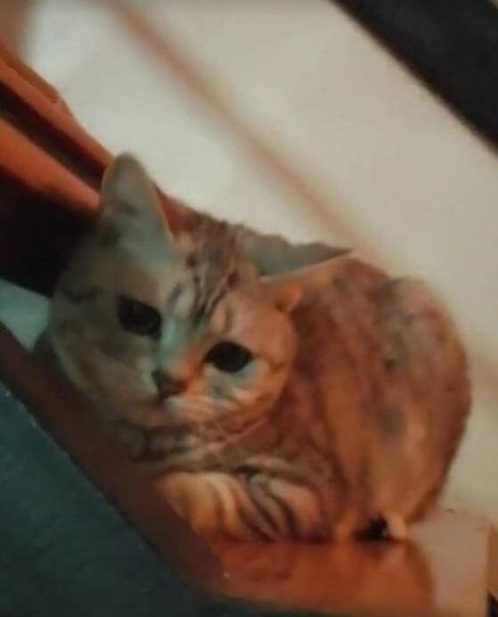 家猫做完绝育第二天，主人看到猫咪的表情想哭，网友：还不哄哄它