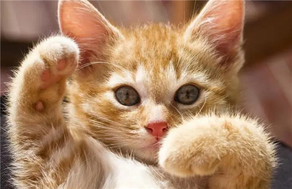 一个月大的猫猫有跳蚤怎么办