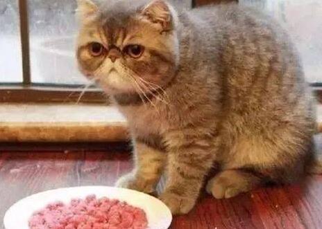 猫咪食欲不振怎么办？