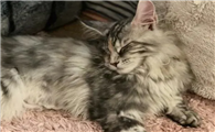 缅因猫要和主人睡一起吗