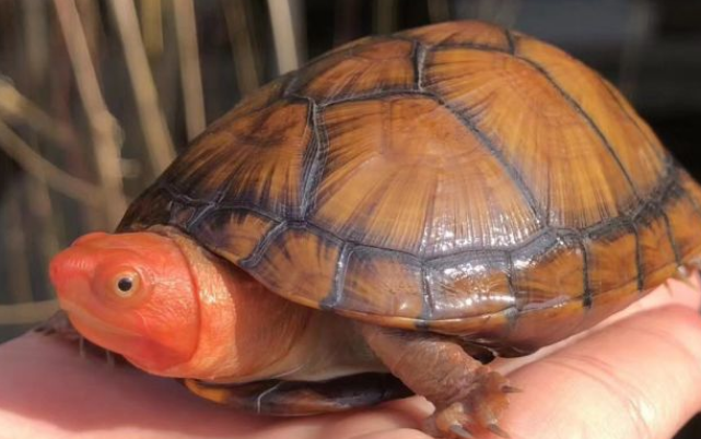 红面泥龟多大开始变色?