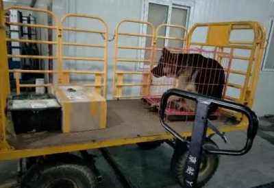 百速达宠物托运怎么样