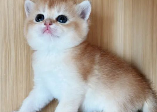 流浪猫被好心人收养，与主人建立深厚感情
