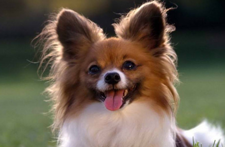 萌宠小知识:蝴蝶犬为什么有深褐色泪痕? 萌宠小知识:蝴蝶犬为什么有深褐色泪痕?