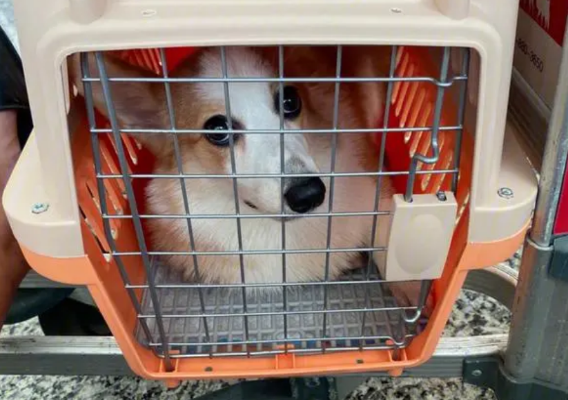 江苏宠物狗托运怎么办理指南
