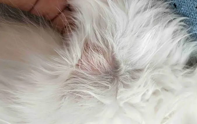 猫咪皮肤红肿怎么回事？不妨来看看吧