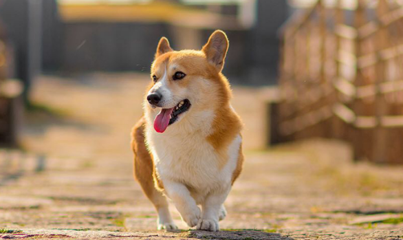 狗狗为什么会舔屁股，在地上蹭屁股呢？