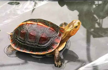 黄额闭壳龟价钱,可以来get一下 黄额闭壳龟价钱,可以来get一下