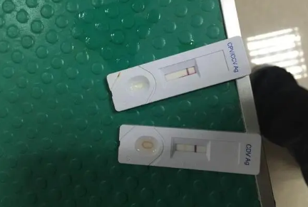 狗狗犬瘟测试纸怎么用