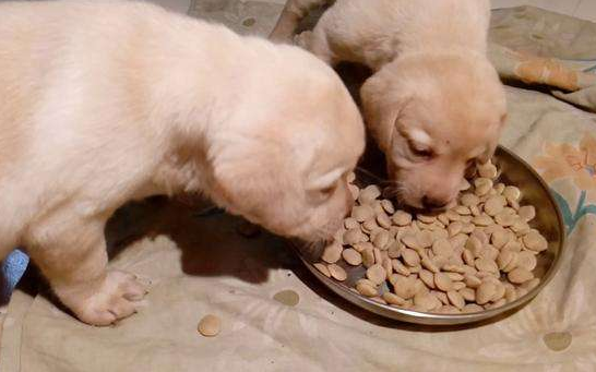 如何给幼犬更换狗粮 如何给幼犬更换狗粮