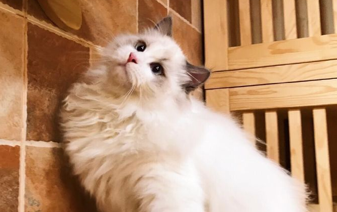 北京十大顶级猫舍