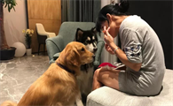 狗狗的这些动作，不是撒娇，是向你求救的信号
