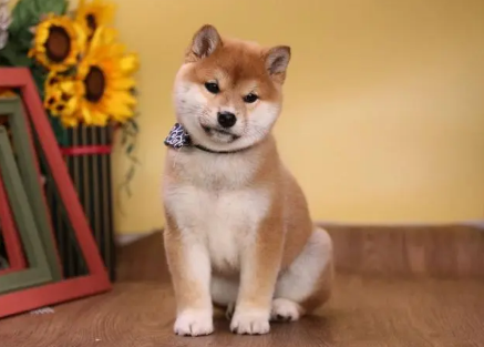 柴犬好不好?柴犬的优缺点分析 柴犬好不好?柴犬的优缺点分析
