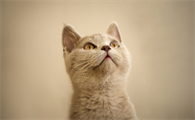 你知道喵星人也会得艾滋病吗?猫怎么会得艾滋病?