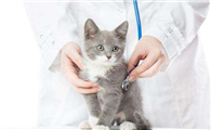 猫咪家庭护理百科!