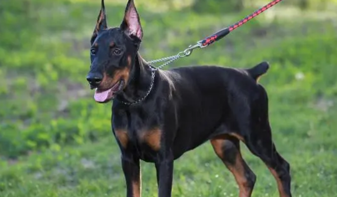 名犬品种大全及图片