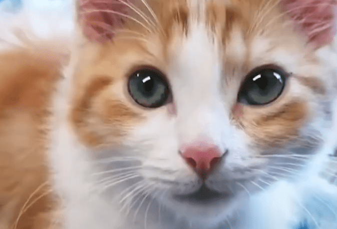 因瘫痪差点被安乐死的小奶猫，最后竟然奇迹般地站起来了