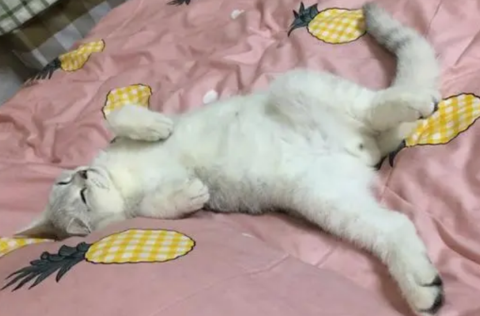 猫咪健康状态下的睡姿是怎样的呢