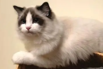 布偶和英短配出来的猫图片