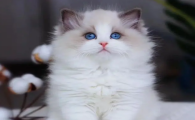 布偶猫的7种分类图片