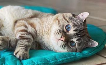 猫咪腿肿了四肢无力该怎么办? 猫咪腿肿了四肢无力该怎么办?