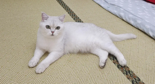 猫咪训练的几个技巧和注意事项,新手训猫养猫必看! 猫咪训练的几个技巧和注意事项,新手训猫养猫必看!
