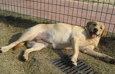母犬为什么假孕？母犬假孕如何预防？